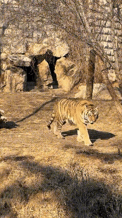 瞧你这模样，还不如我老猪呢……这只百兽之王肯定是被两脚兽的电网电怕了，都有了应