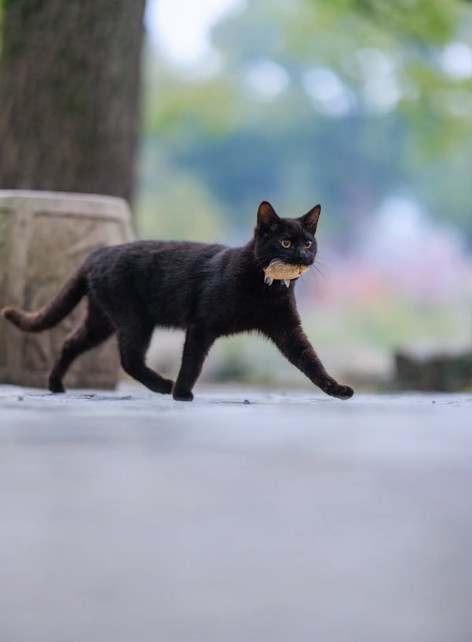 就说帅不帅吧？打猎满载而归，这雄赳赳气昂昂的步伐公园的猫咪凭本身得到的鱼，口水都