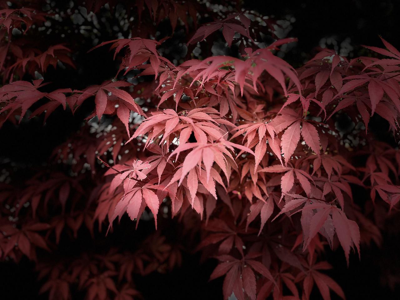 钱花得越少，人反而活得越好。你以为养生得靠卡刷爆、补品堆成山。错了。真正养