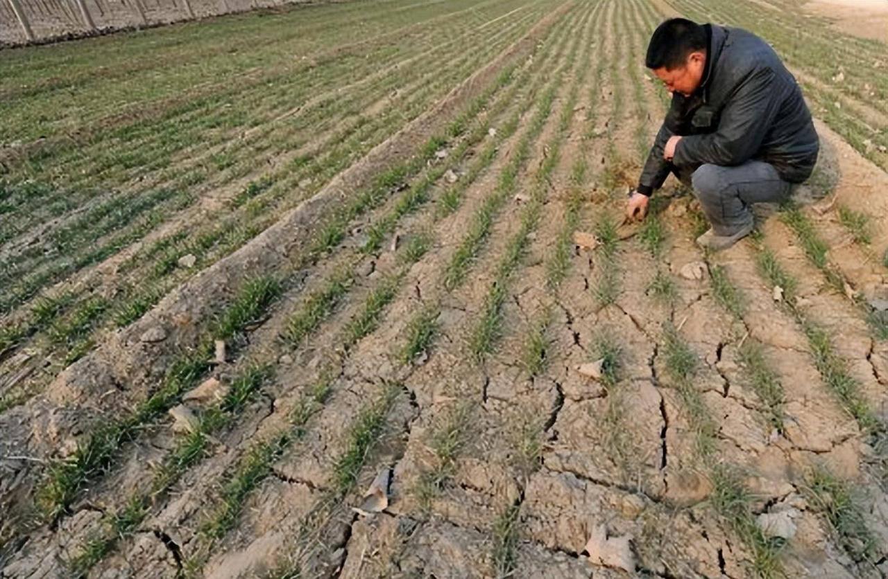 夏旱秋涝！今年天气太反常，农民遭遇双重暴击“夏天没旱死的庄稼，没想到要在秋天
