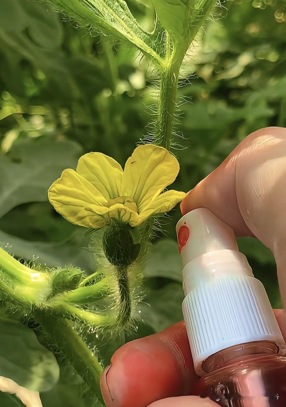 一、河南、江苏、浙江、福建露地甜瓜种植时间1.河南（黄淮海暖温带）露地以