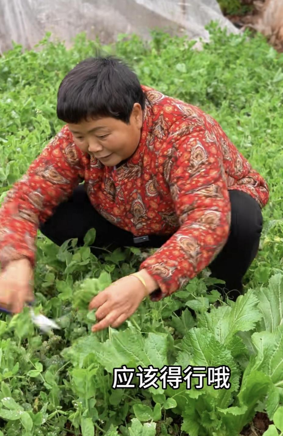看到超娃妈妈幺妈去地里摘青菜，这种豌豆尖下火锅嫩嫩的很好吃咧！我一个朋友刚好也种