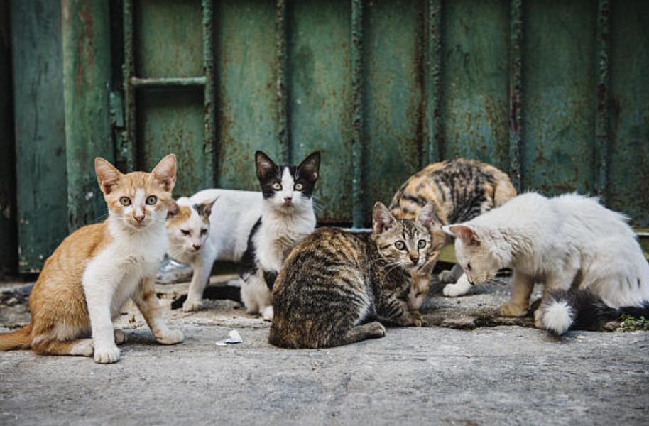 为啥流浪猫，都很丑，都是尖嘴猴腮的，而且嘴上都有一坨一坨的颜色，想收养一只