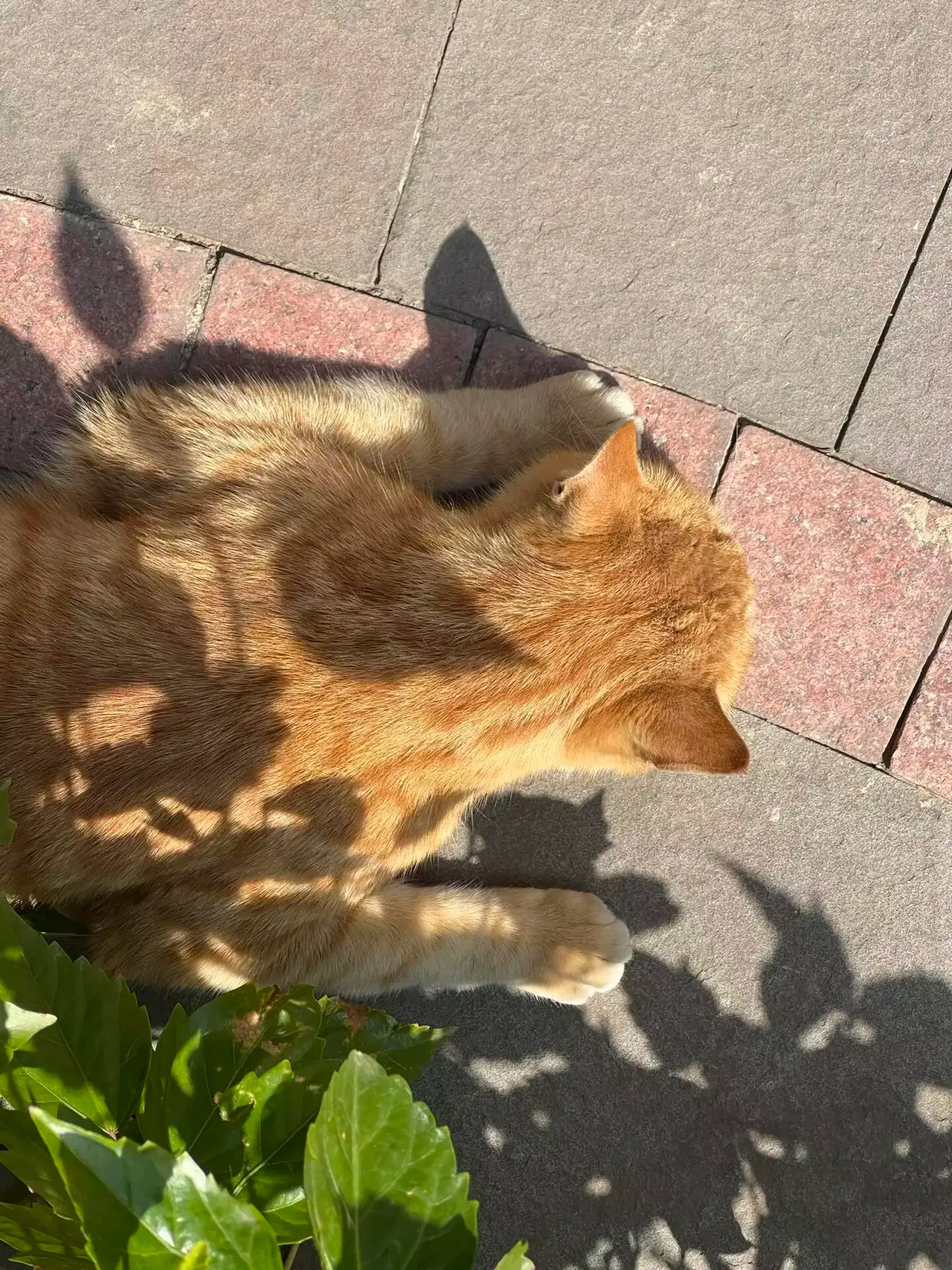 看来小猫米也有心事啊