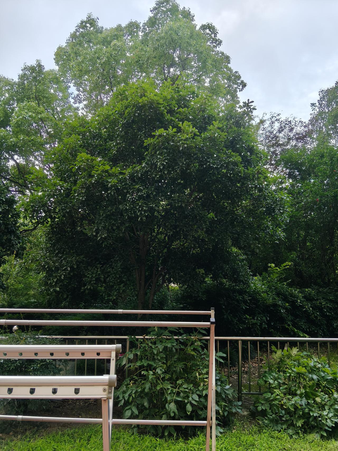 超强台风巴威来临前的庭院根据南通当地气象部门的预报，超强台风巴