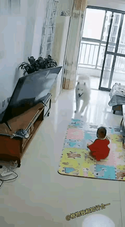 果然，狗狗是人类最忠实的朋友！​网友评论：​狗狗不会因为利益而背叛主人，一心