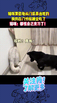 谁能拒绝看猫狗日常斗智斗勇！这一对欢喜冤家的搞笑操作，直接笑翻一众网友，画面感简