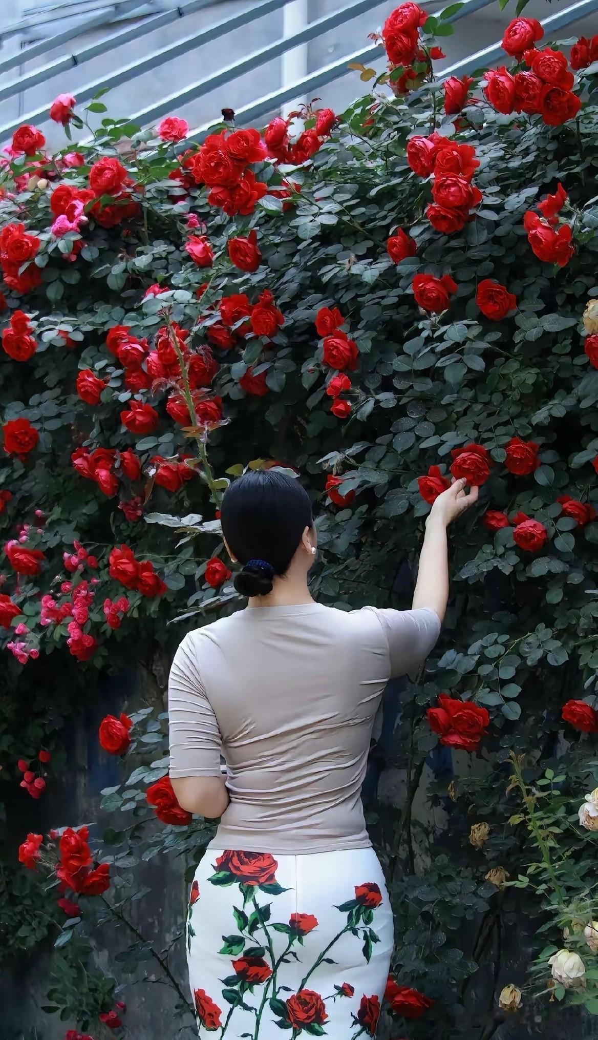 红裙佳人倚花前，笑靥如花美如画。玫瑰红裙少女红裙户外照