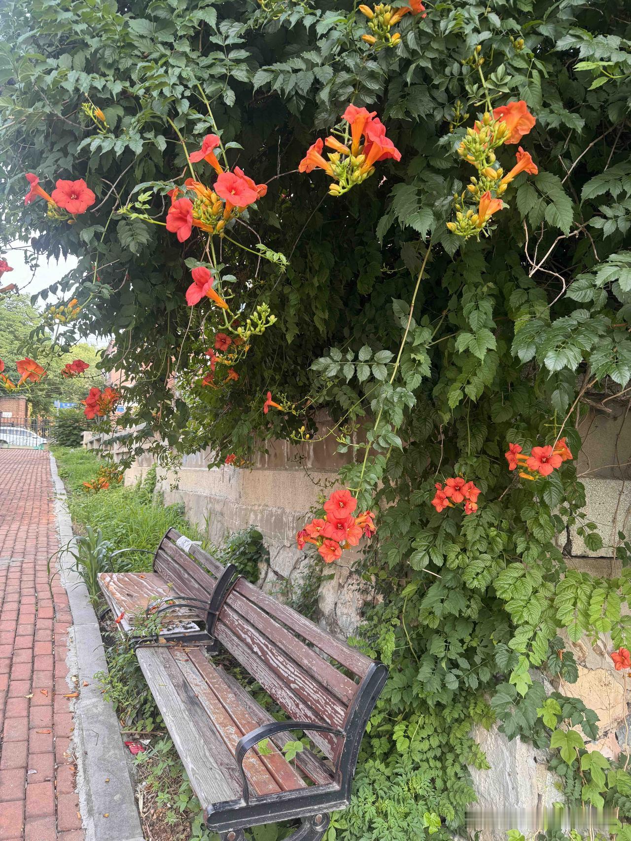 我发现，现在的夏天，已经不是我记忆中的夏天了。​以前，夏天的时候根本没有这么