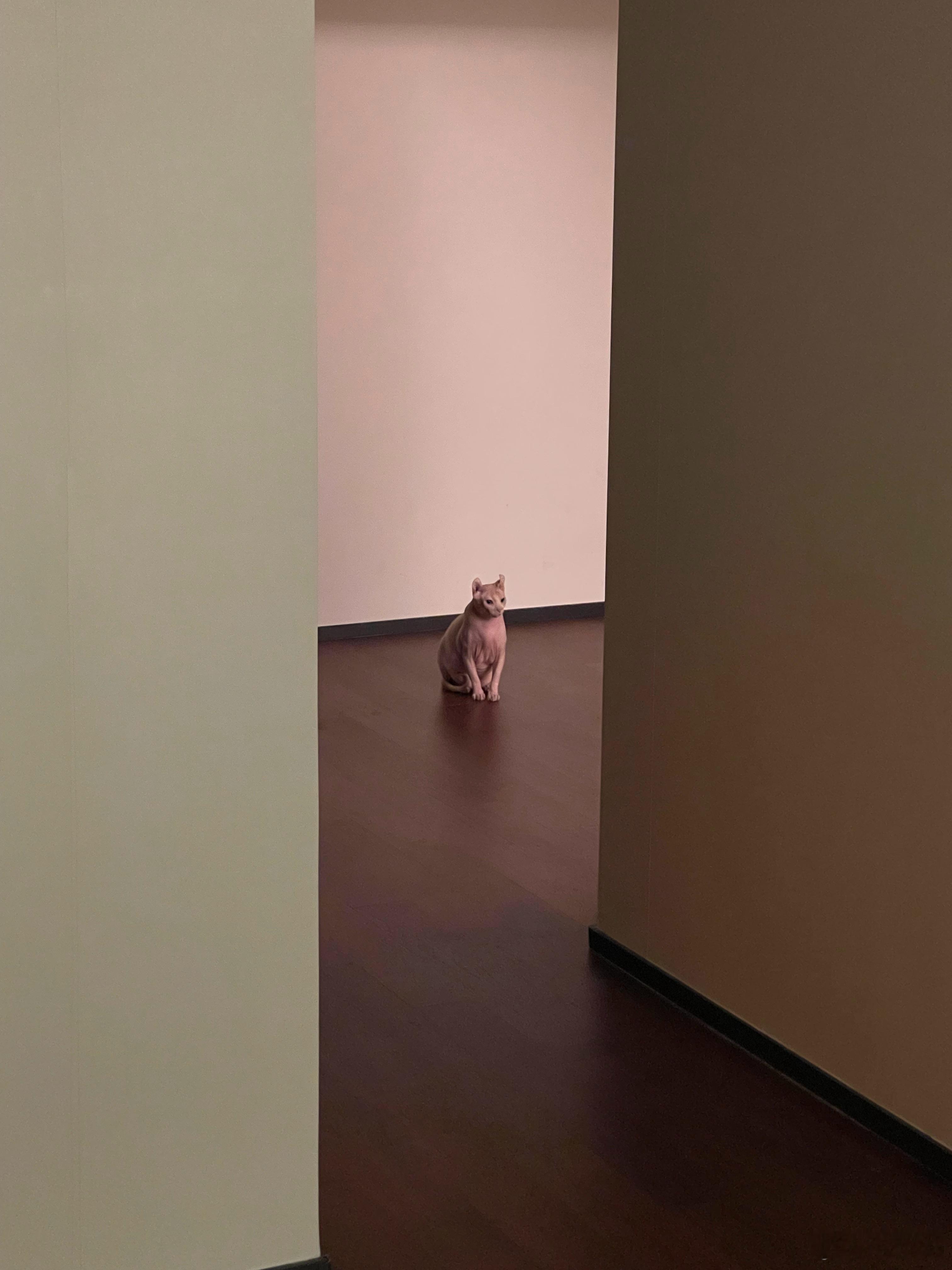 孤寡老猫​​​