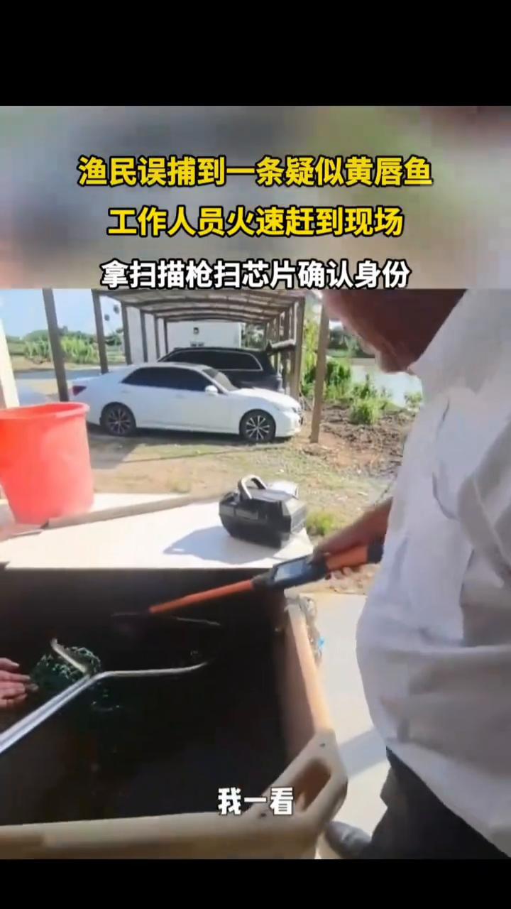 渔民误捕到一条疑似黄唇鱼，工作人员火速赶到现场，拿扫描枪扫芯片确认身份。发布时