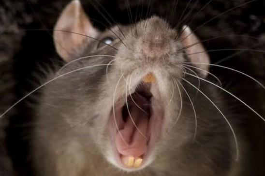重庆男子联手宠物猫与老鼠大战, 反被老鼠咬伤