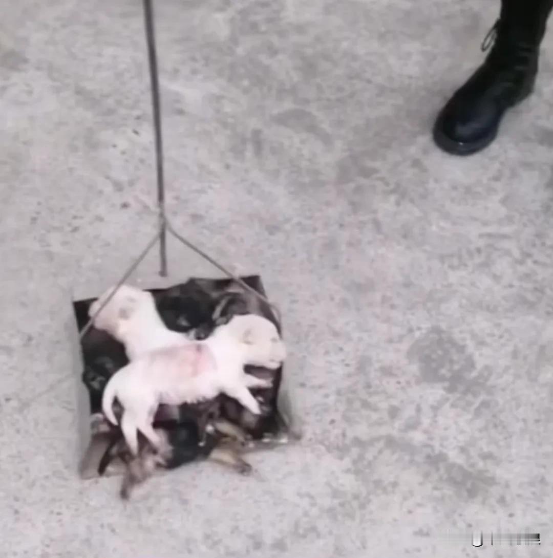 不知从哪里跑来的恶狗把七只小奶狗全都咬死了，狗妈妈忍着涨奶的剧痛前去看望宝宝，此