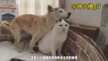 原来动物之间有感情：狗子年纪大了，10多岁了，走路颤颤巍巍的，猫咪看到就会主动上