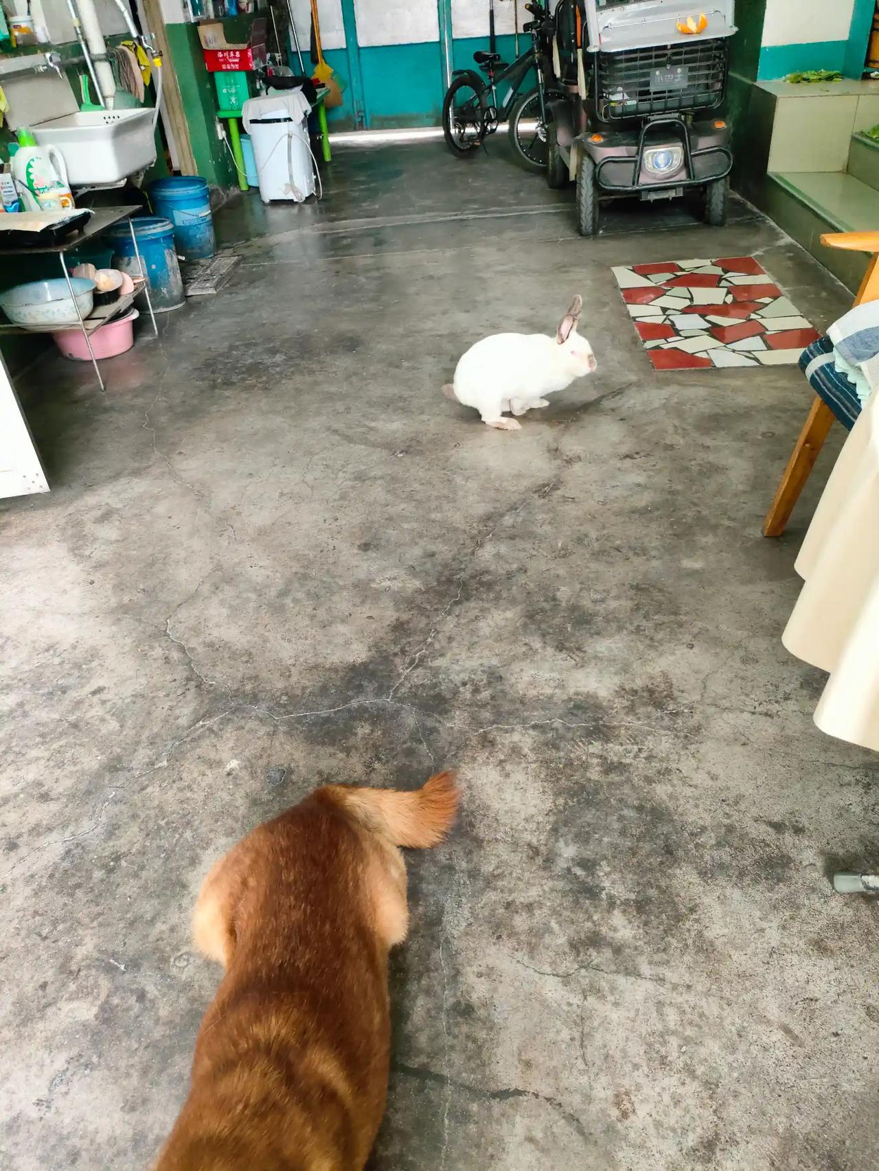 晚风、荷塘、小动物相伴，细碎的美好散落日常。所有温柔藏于烟火，平淡便是盛夏最好的