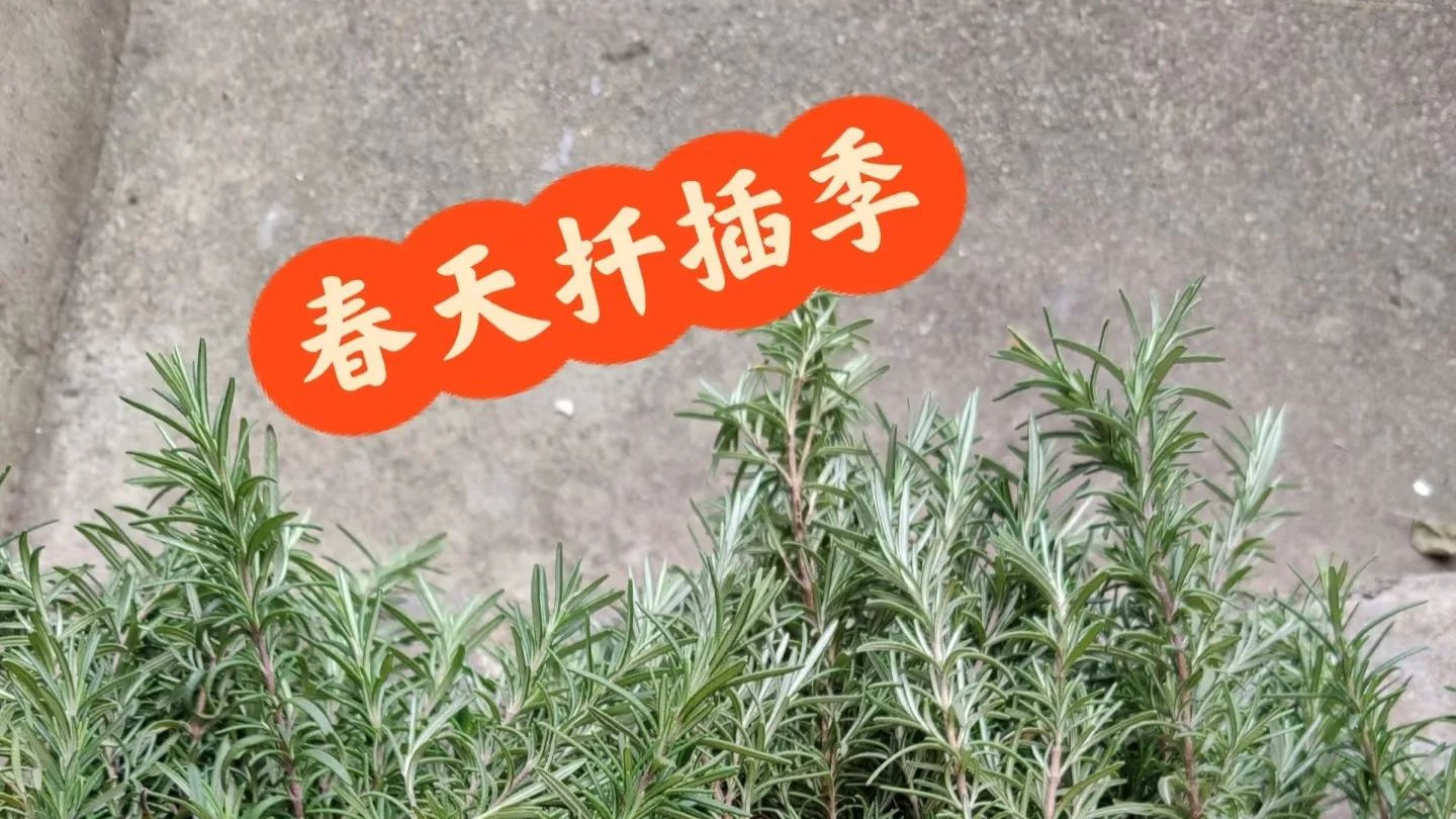 春天不扦插, 快乐少一半! 这7种花趁现在快扦插, 沾土就生根