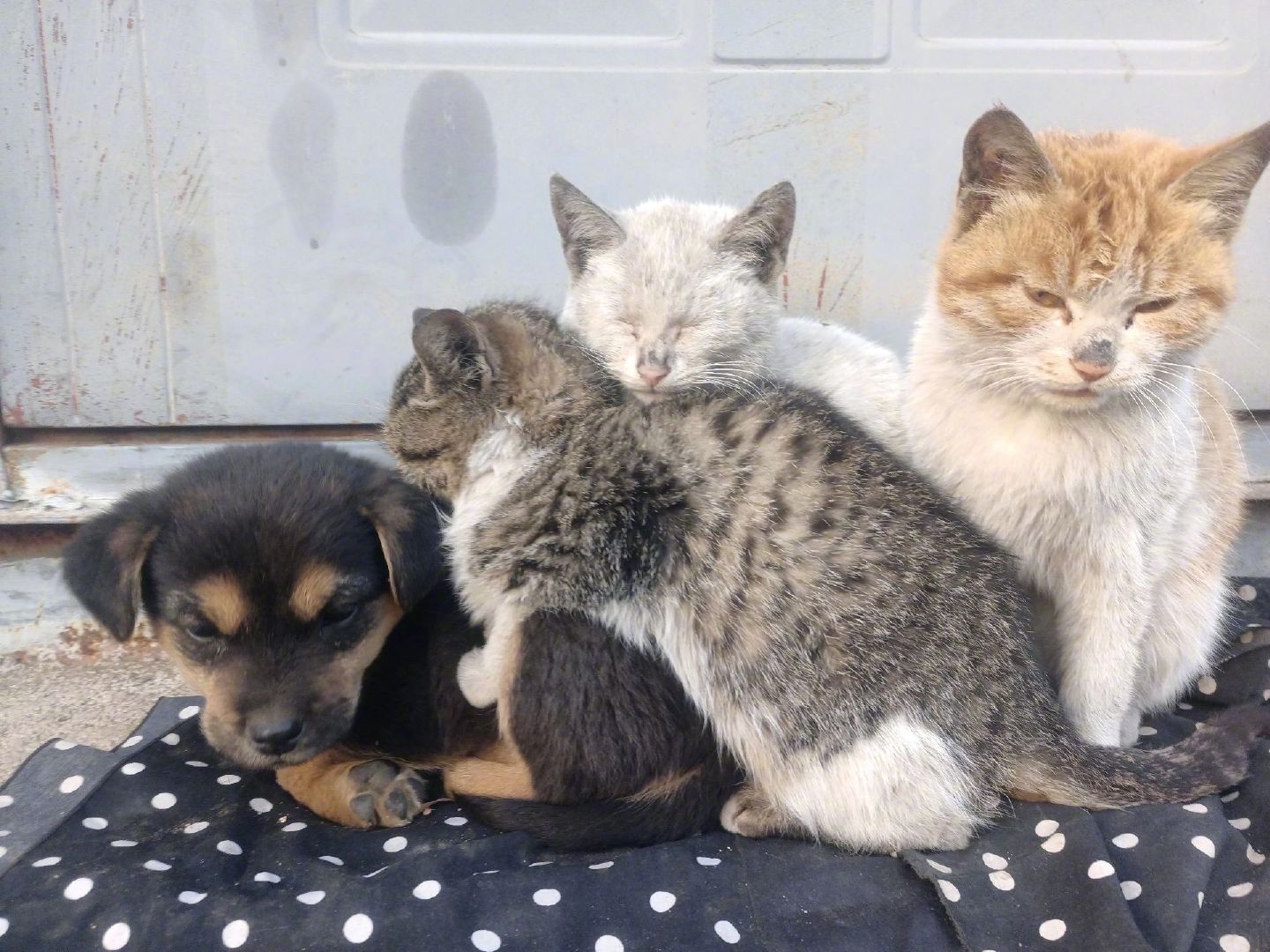路边发现抱团取暖的流浪狗和流浪猫，每一种生命都值得被善待关爱流浪动物