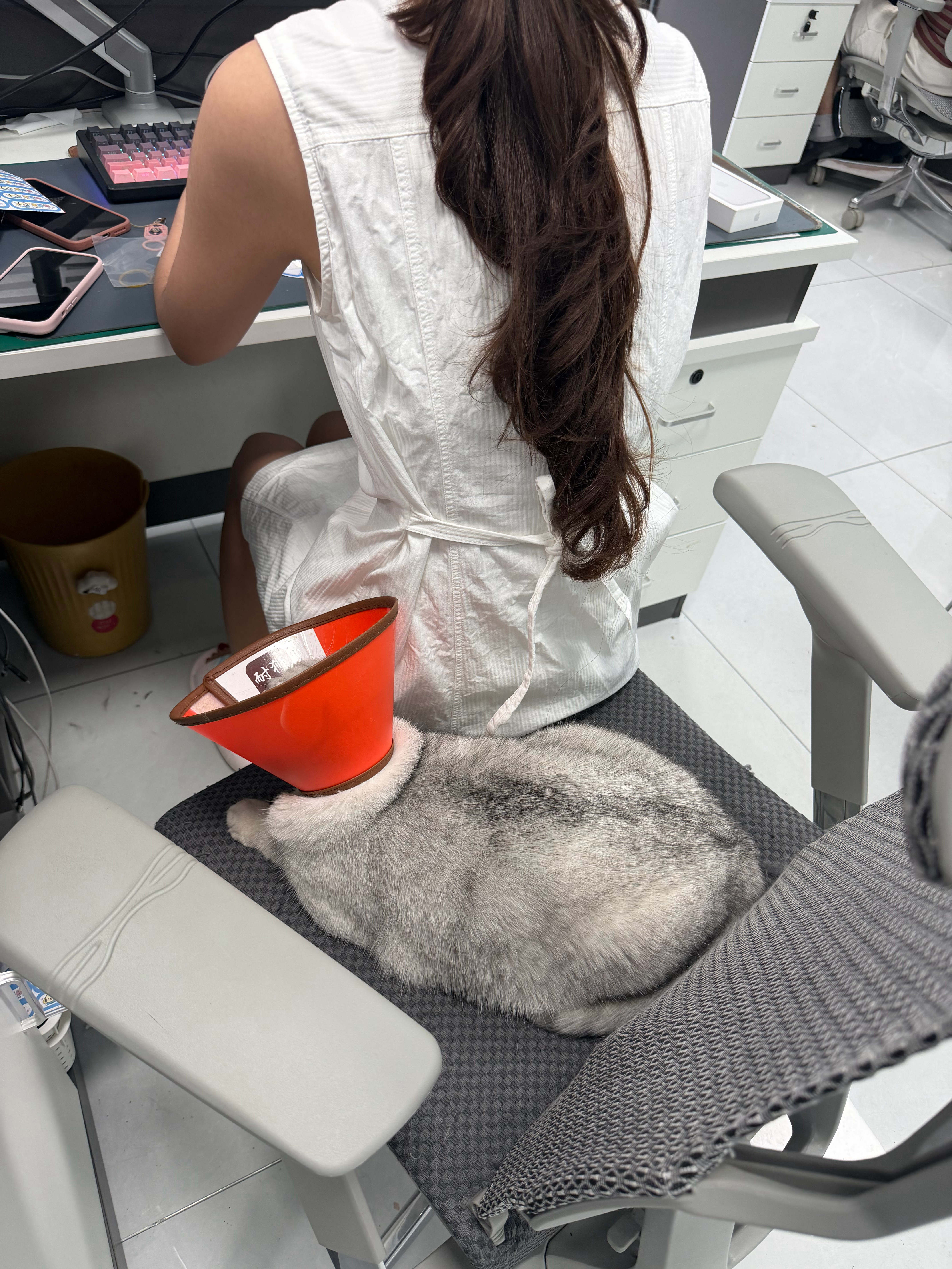 悟空这个贱猫，永远只对一个人讨好客服小姐姐上班8个小时，它就呆在后面7个小时以上
