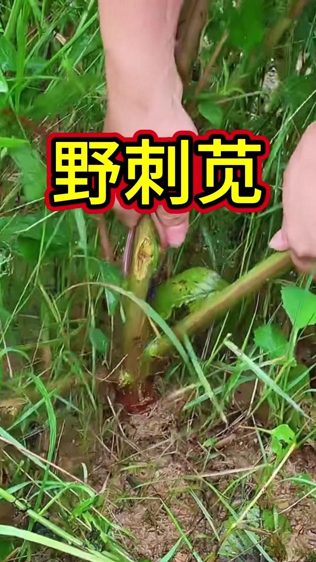 1️⃣形态识别：叶片椭圆，茎秆带尖刺，花穗细细长长，拔起就能看到这些特征，农村人