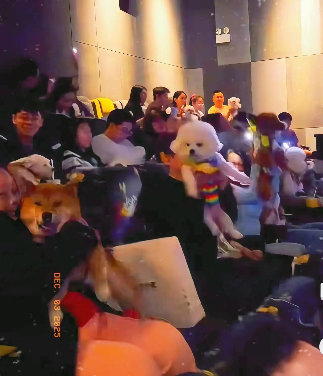 太疯狂了！小猫小狗也能进电影院看电影《疯狂动物城2》热映，竟然特意开辟宠物专