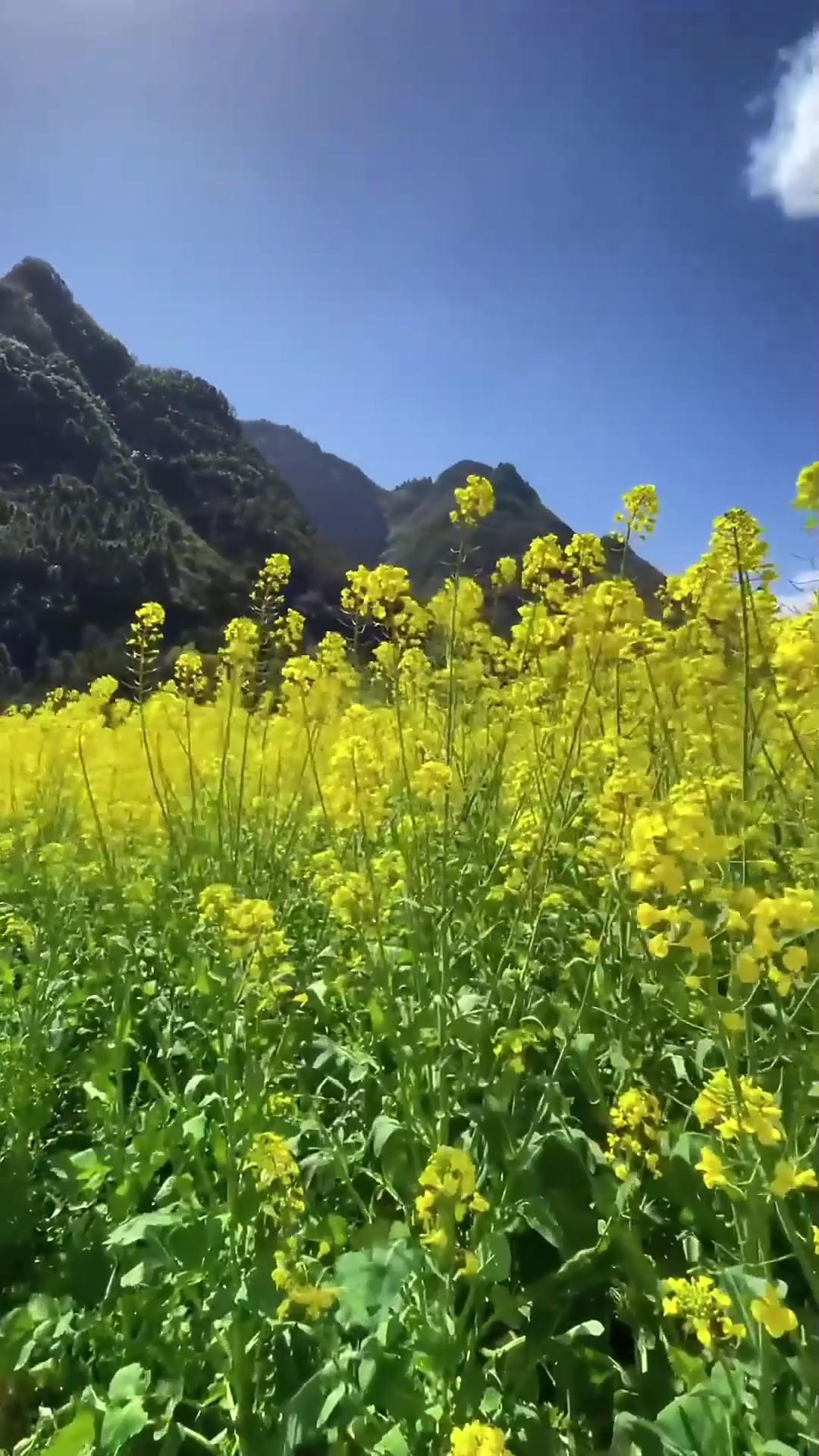 春日生活打卡季春日的温柔，总是在不经意间就击中人心。风一吹，花就开了，阳光落在