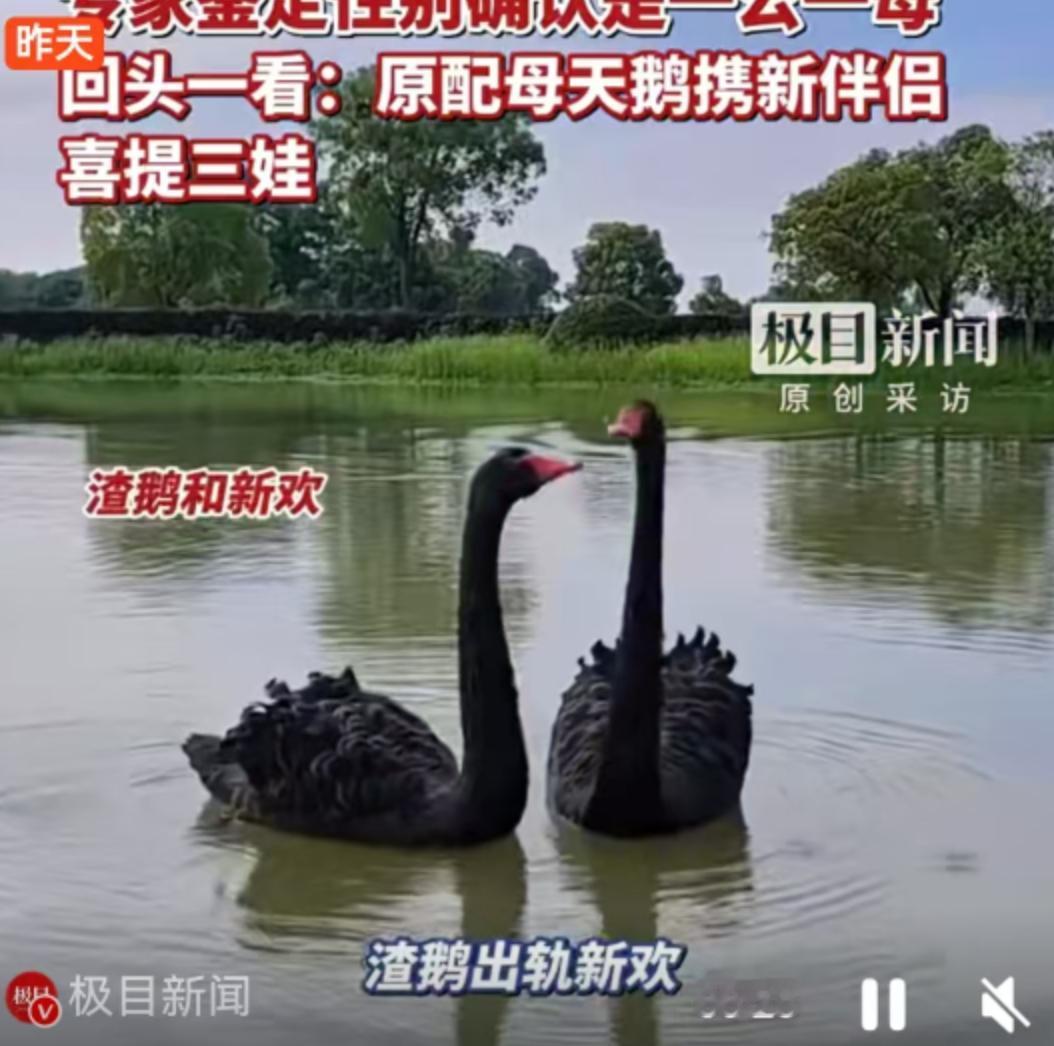 这几天，武汉的一出“情感大戏”让全网吃瓜群众操碎了心，主角不是明星网红，而是几只