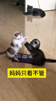 看到这个视频，瞅瞅这俩小奶猫，在地上比划半天，跟过家家似的打架，旁边猫妈就趴着看