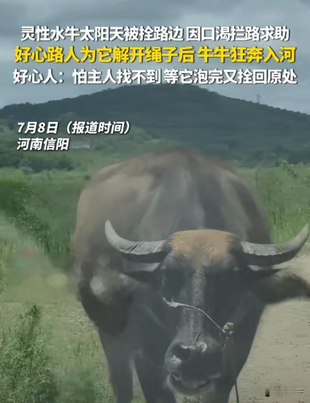 河南信阳，大太阳天，一头水牛被拴在路边，热得受不了了，渴得遭不住了，它没硬扛，居