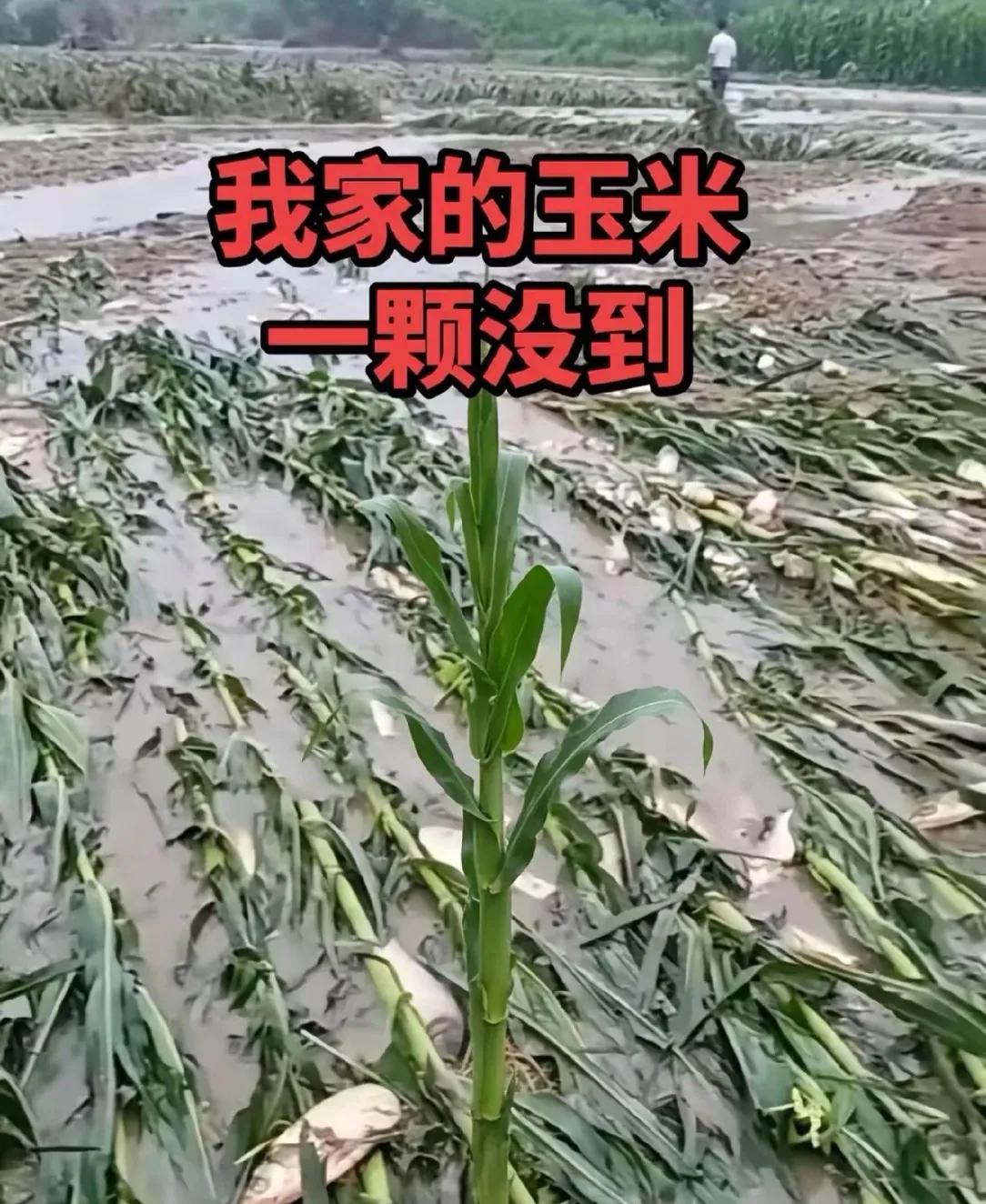 儿子：爸，听说家乡发大水了，庄稼怎么样？爸：儿子放心吧！其它家的都被淹了，我家