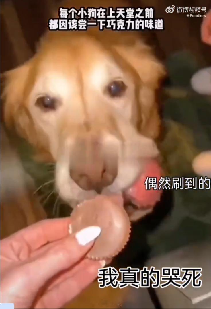 狗狗临终前被允许尝巧克力绞刑架前，牧师问死刑犯:“你还有什么愿望？”死刑犯答