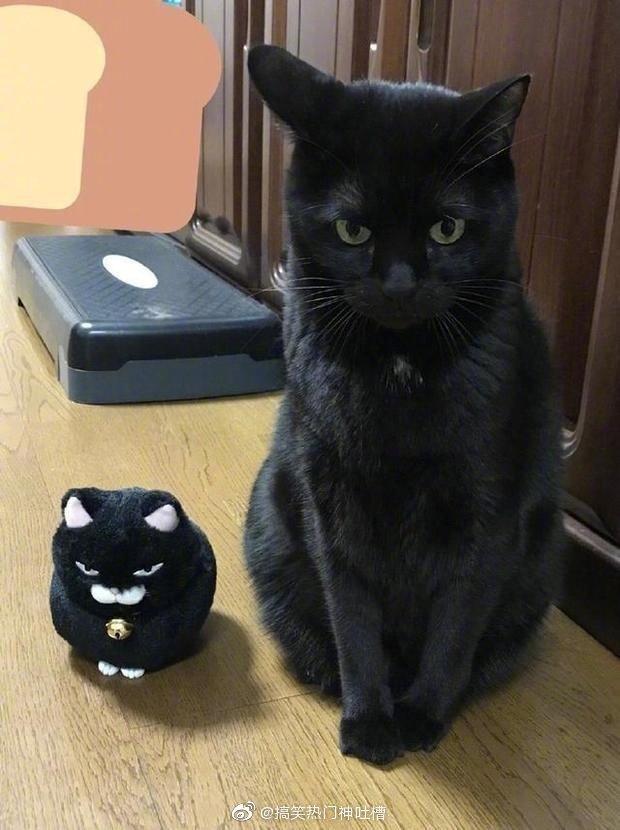 给猫咪用了换脸软件后。。。好像更萌了