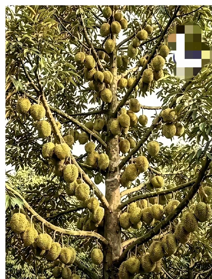 要实现榴莲自由，很多人都把目光投向广西，榴莲在我们国家售价很高，一般的地方基本在