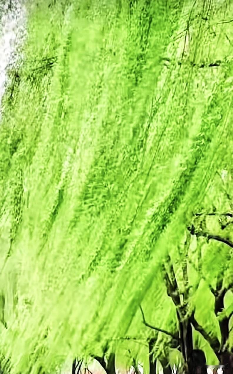 刚刚看到一个女的去相亲，吃饭花了375元。吃完饭，男子点开收款码递到女子面前，