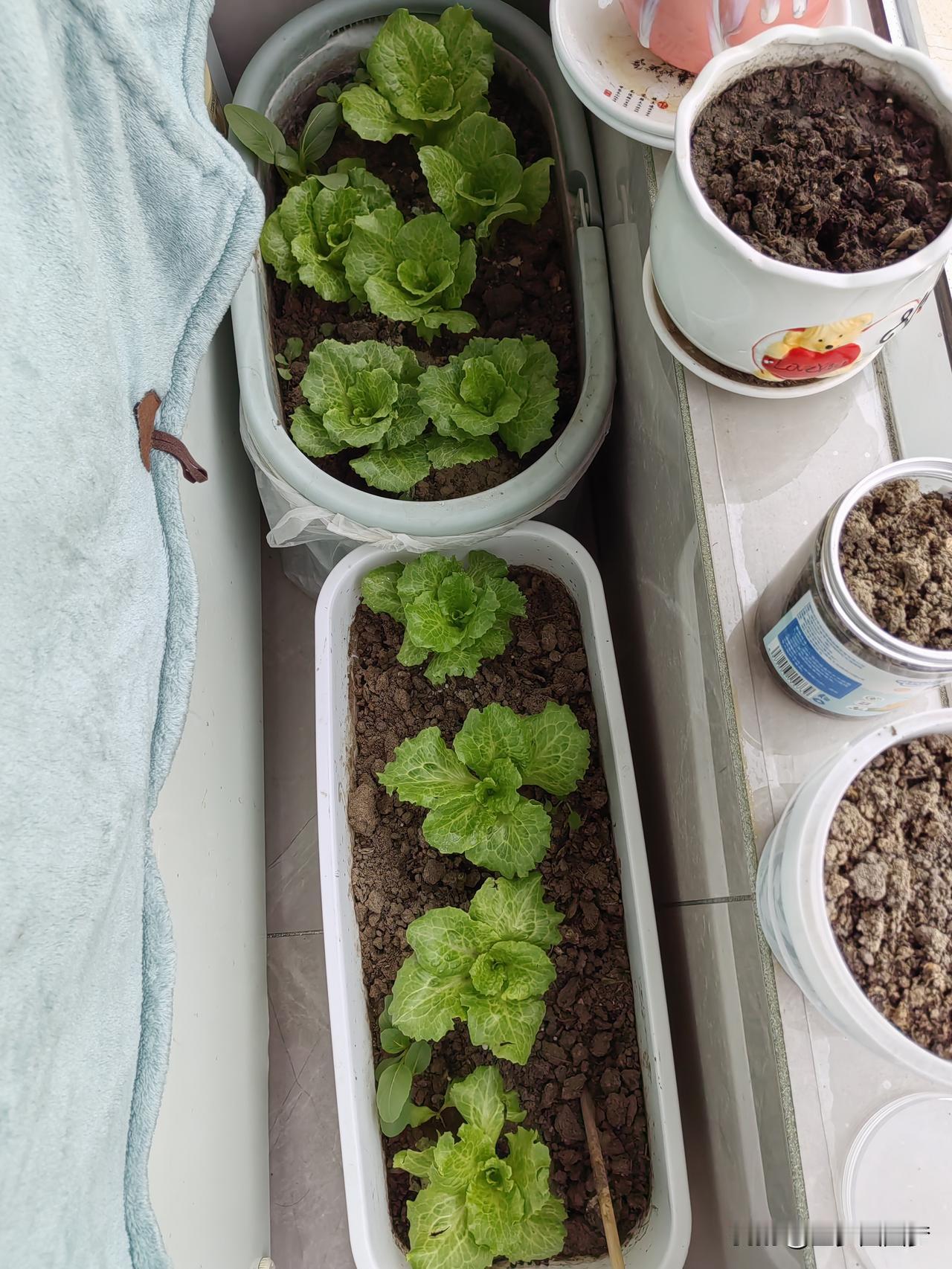 结婚就是打开盲盒，你永远不知道盲盒里的那个男人（女人）是人？是妖？还是魔鬼？