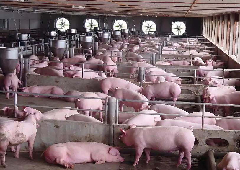 很多人问，猪肉为啥没以前好吃了，中国农科院教授对此表示：猪肉好不好吃，与吃的饲料