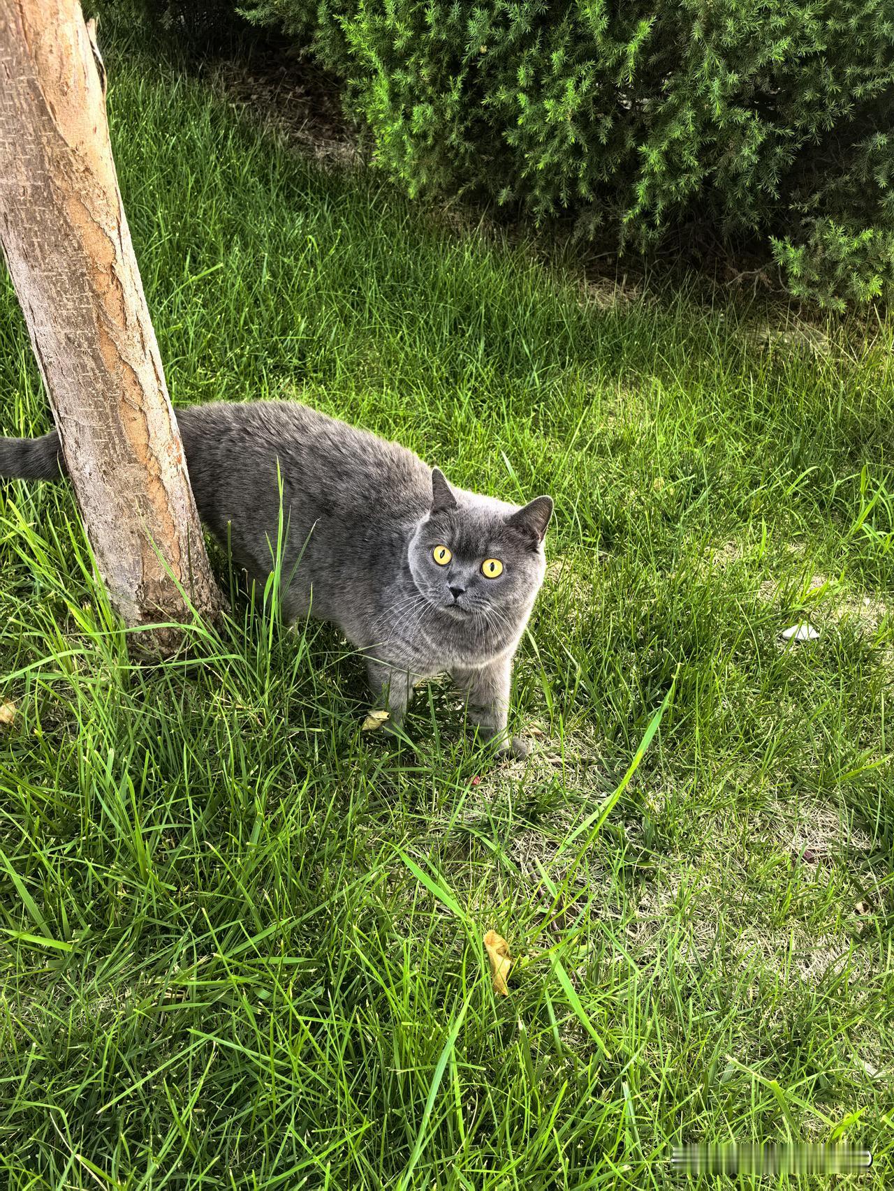 晒图笔记大赛今天看到楼下草坪上，一大哥在遛猫。这猫咪太听话了，主人说爬个树给大家