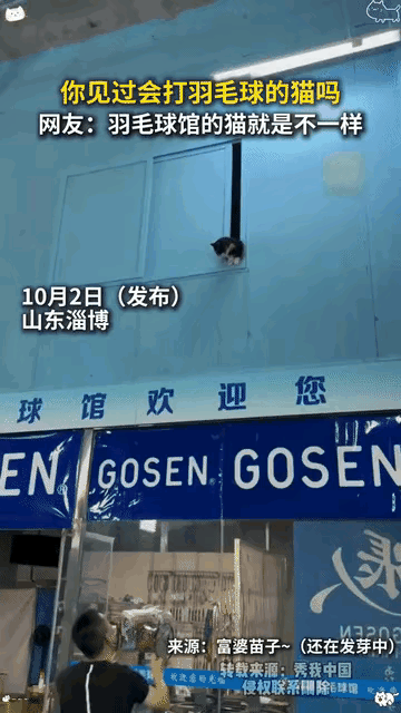 “解释不清了”近日，山东淄博，一羽毛球馆收养了四五只流浪猫，还没养多久就发现其中