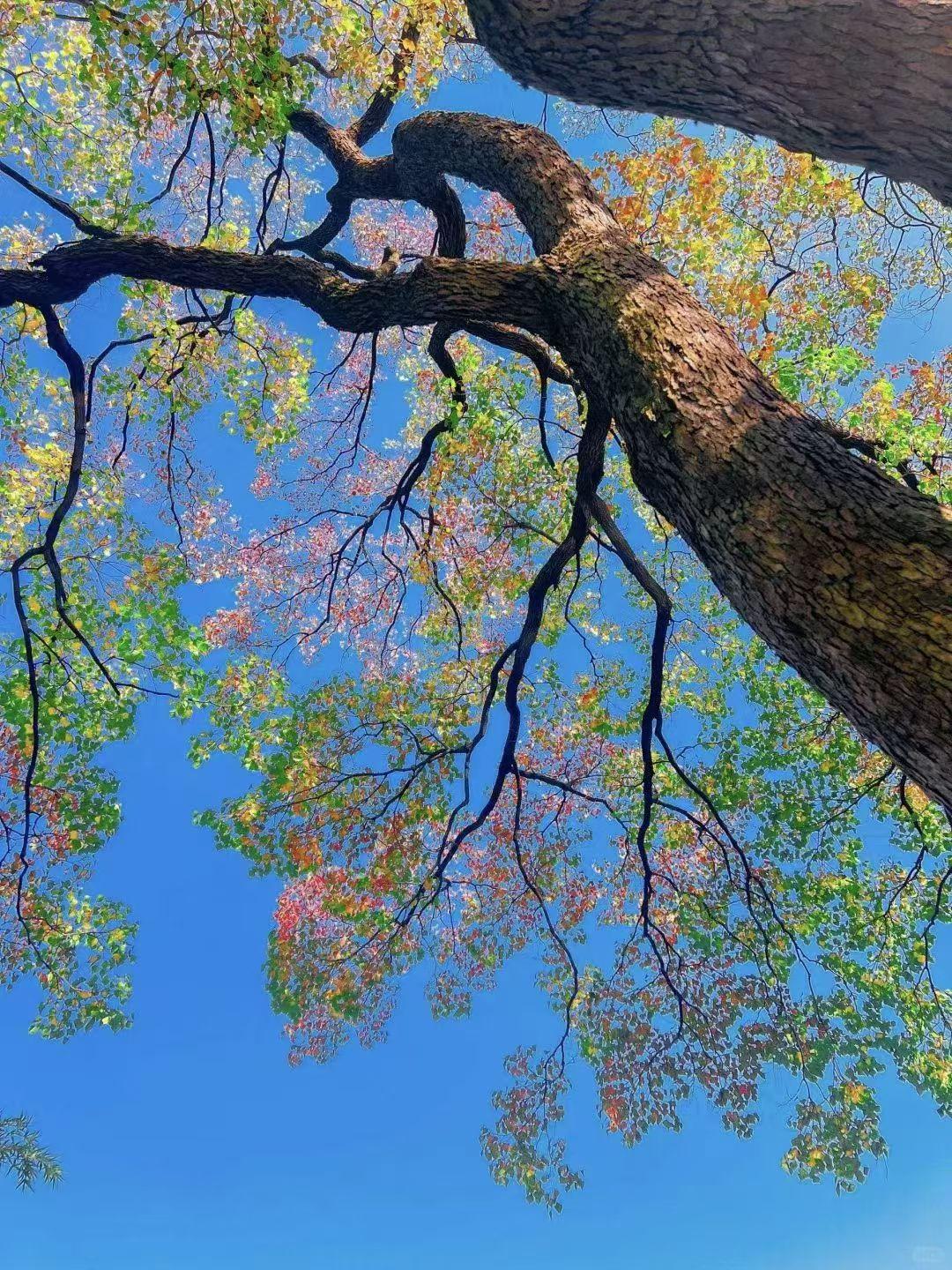 刚吐出新芽的树很美！在落日余晖中品茶很美！夕阳真的无限好！冰花让大自然更加