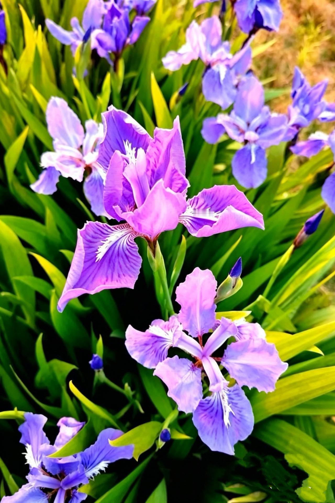 清平乐•鸢尾花柔条叠翠，紫蝶凝香蕊。晚照熏风轻曳袂，占断闲庭清味。年年