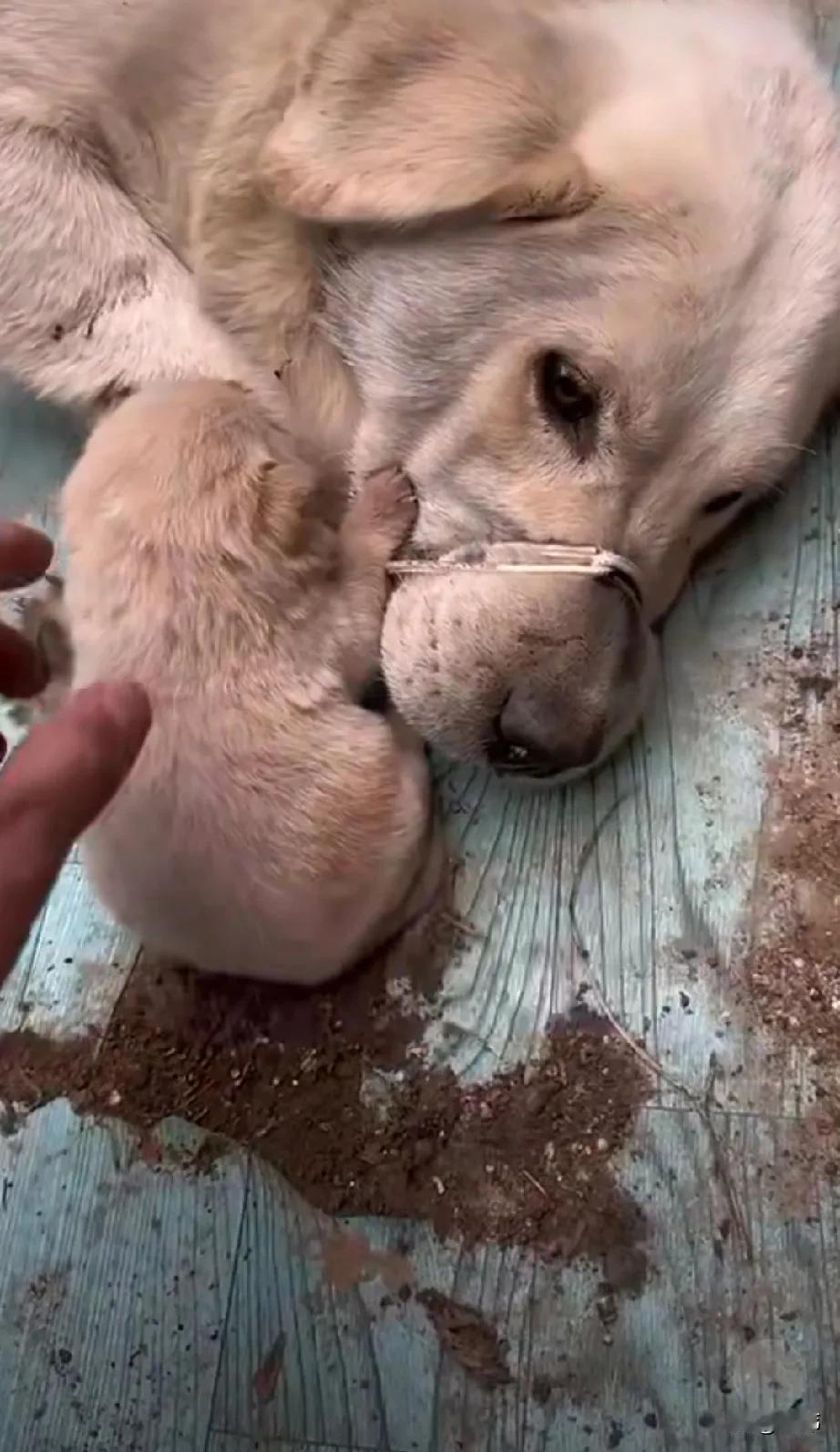 太可怜了！这天一位小女孩跟着妈妈去菜场买菜，当她们走到卖狗的地方，看到令人痛心的