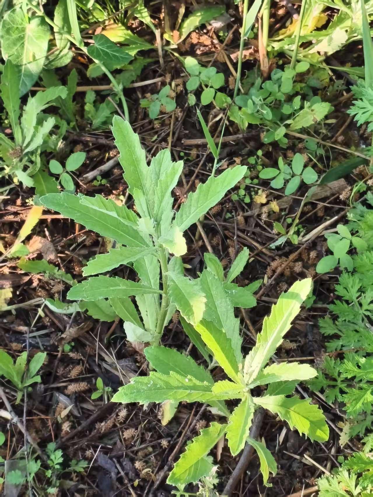 北河·刺儿菜 北河北岸水边有一带芦苇，芦苇和岸上野草连接、交界处有刺儿菜。