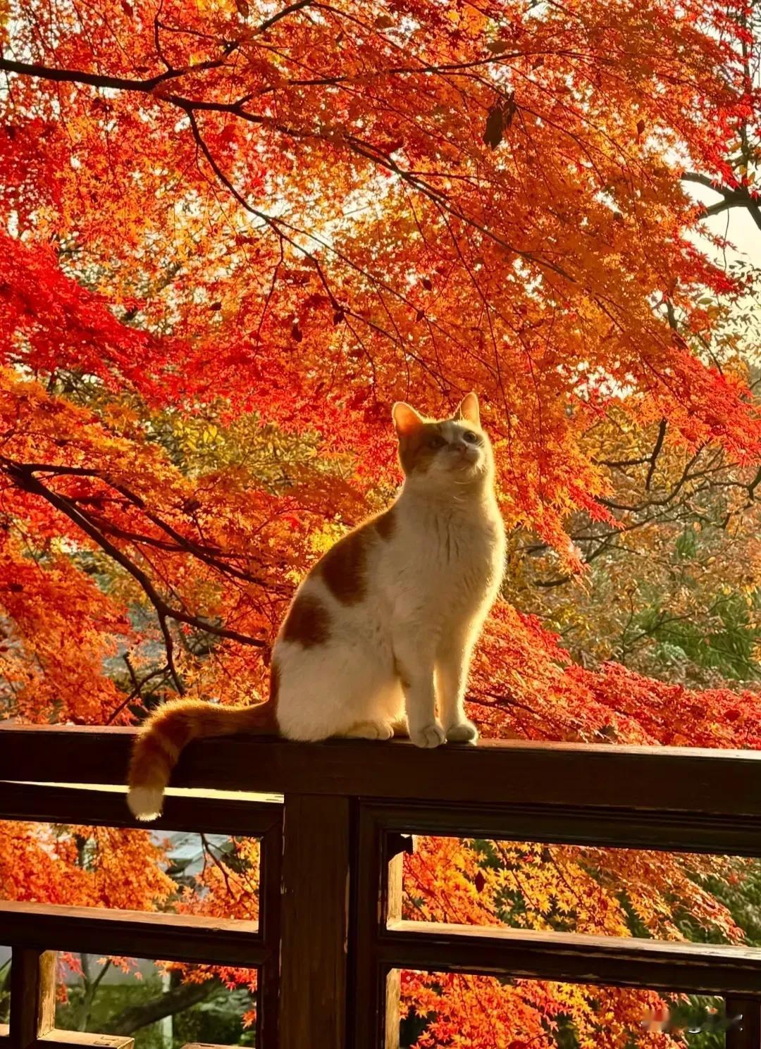 上联:堤畔烟波凝碧柳下联:廊桥蝶影乱红枫横批:春绿秋红