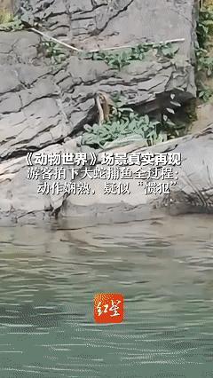 “这条蛇成精了！”8月21日，贵州，男子正在山间溪流边散步，突然发现岩石上有一条