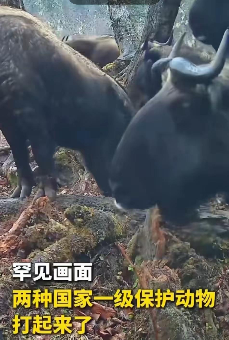 6月3号，也就是前两天，新华社公布了一段影像，看得人头皮发麻。这不是电影特效，而