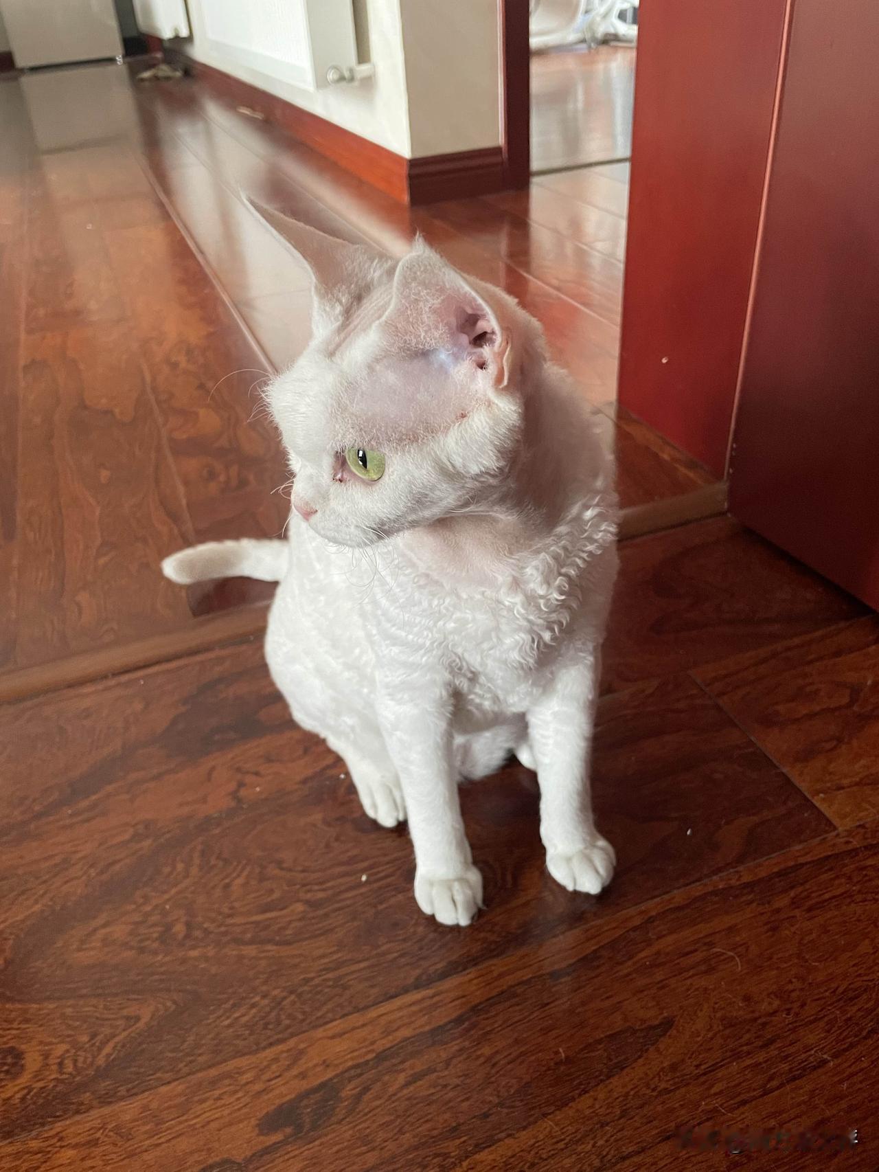 我家的调皮猫，这会变成乖乖猫了，认真看的样子也蛮可爱的呢。