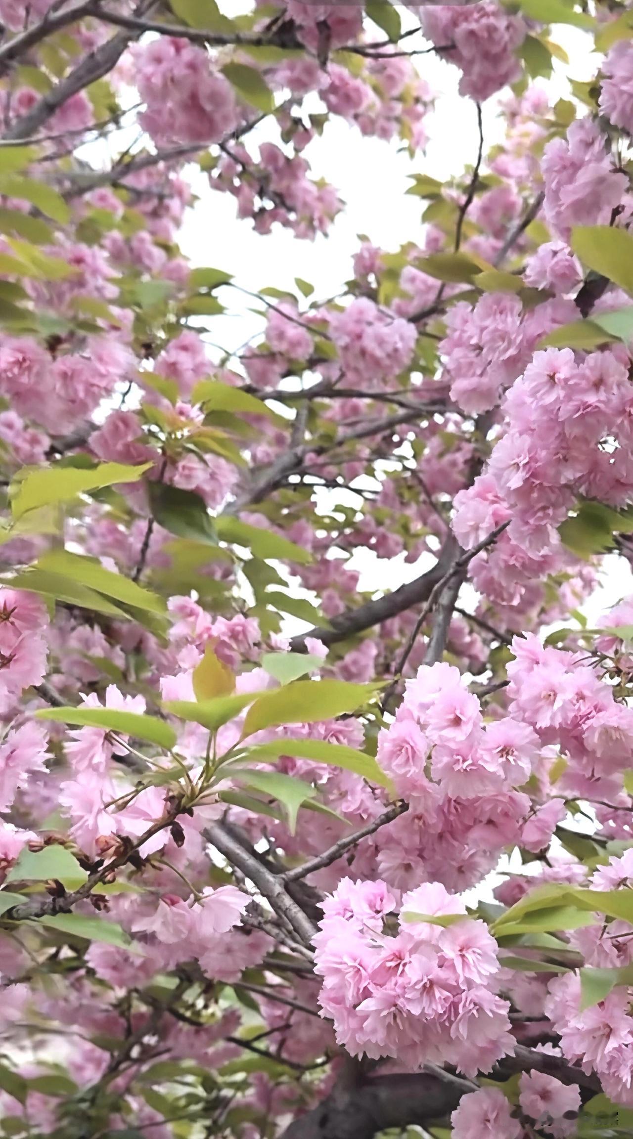 我的今日状态：😁轻松愉快我这里的天气：☀️晴天，气温适宜，走出家门，踏青赏花