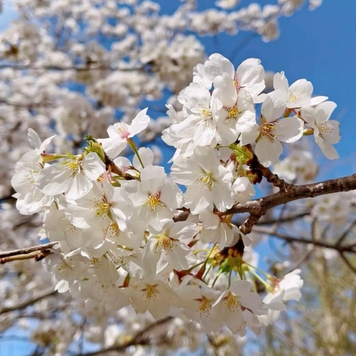 又到一年樱花季...03.31北京玉渊潭公园实拍我在春花绽放的北京​摄影​​​