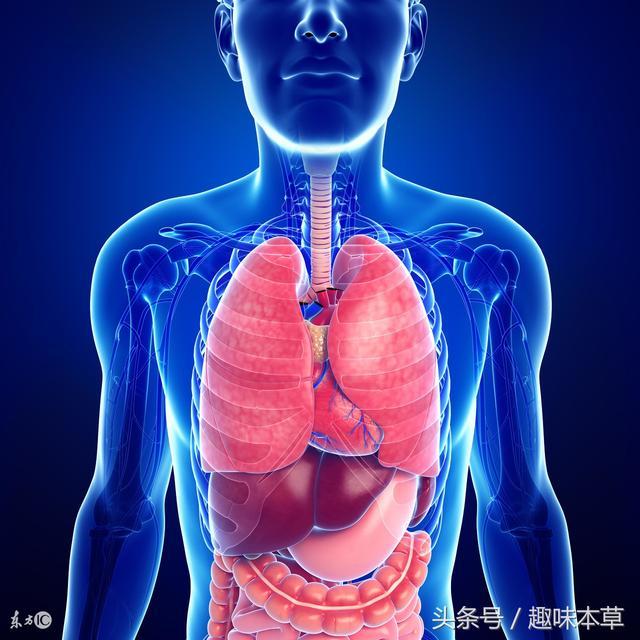 五脏, 是指肝、心、脾、肺、肾, 是中医理论上的五大生理病理系统