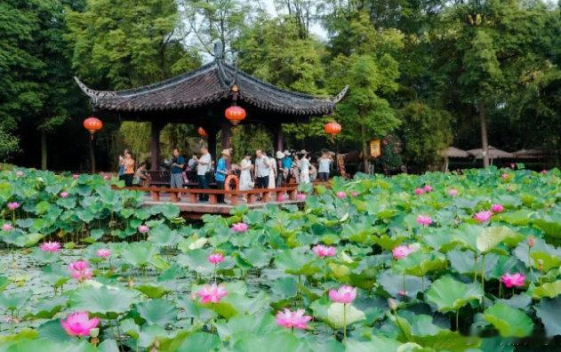 上周六去望丛祠，居然在装修还没开门，这周望丛祠复工迎客，荷花就成功出圈了。​荷花