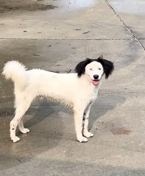 笑喷了！北京一网友本想卖掉家里的边牧幼犬，结果因为长相太潦草愣是无人问津。小狗出